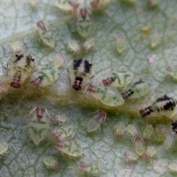 Chaitophorus leucomelas